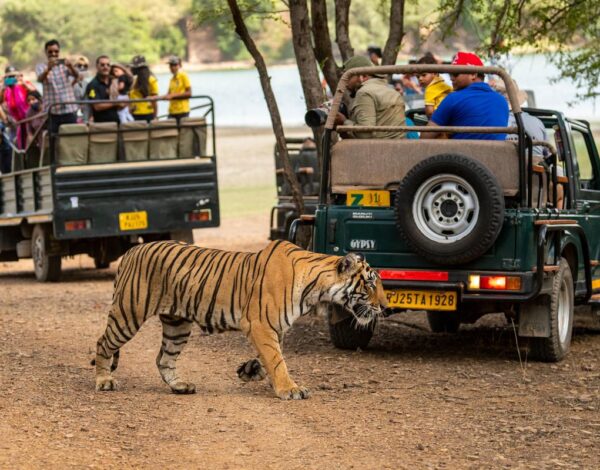Ranthambhore