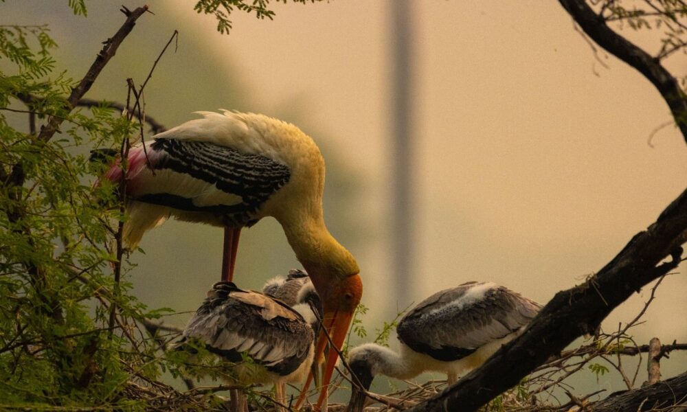 Bharatpur