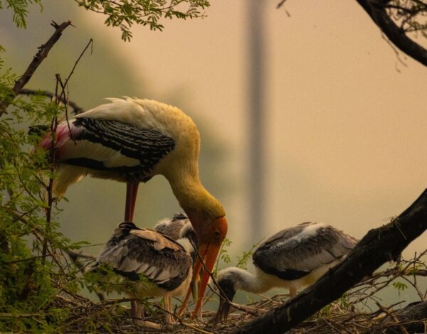 Bharatpur